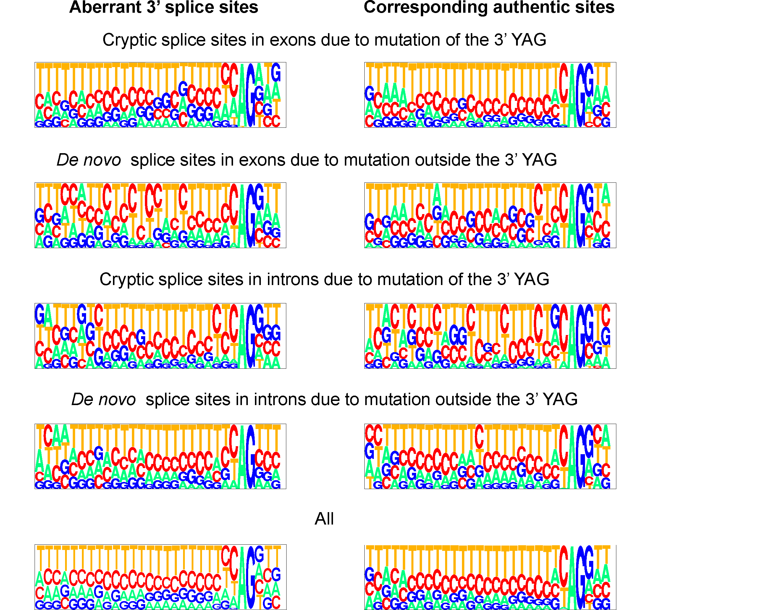 Consensus sequences of aberrant and authentic splice acceptor sites